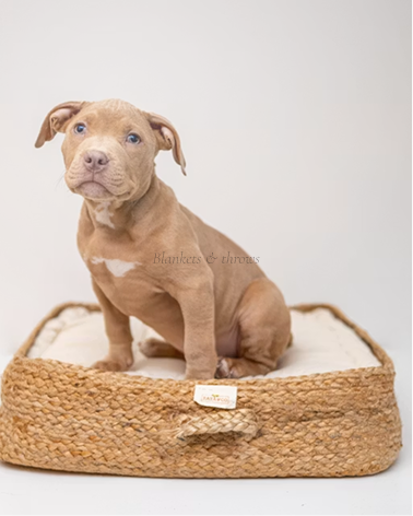 Blankets